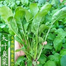 大叶臭菜种子芝麻香菜种籽四季播小青菜种籽阳台盆栽农家蔬菜种孑