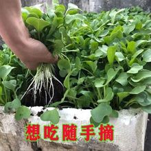 四季速生萝卜苗种子萝卜菜萝卜叶芽苗菜种子阳台水培地栽蔬菜种子