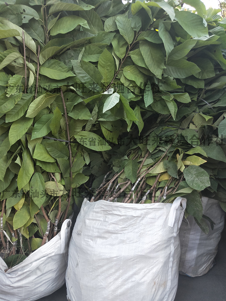 佛陀果番荔枝苗台湾释迦果苗番荔枝树苗佛头果凤梨释迦果树苗