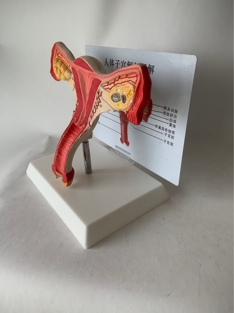人体健康子宫解剖模型子宫教具演示宫颈阴道会阴子宫血管卵巢卵泡