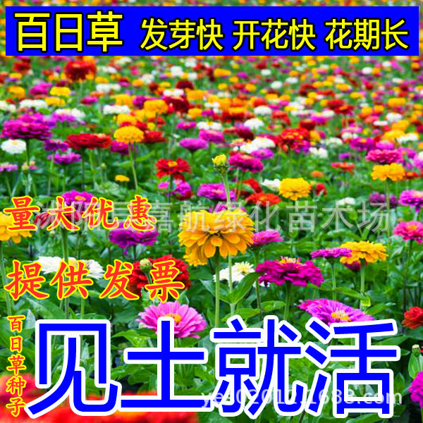 四季易种百日草花种子波斯菊道路野花组合庭院开花室外