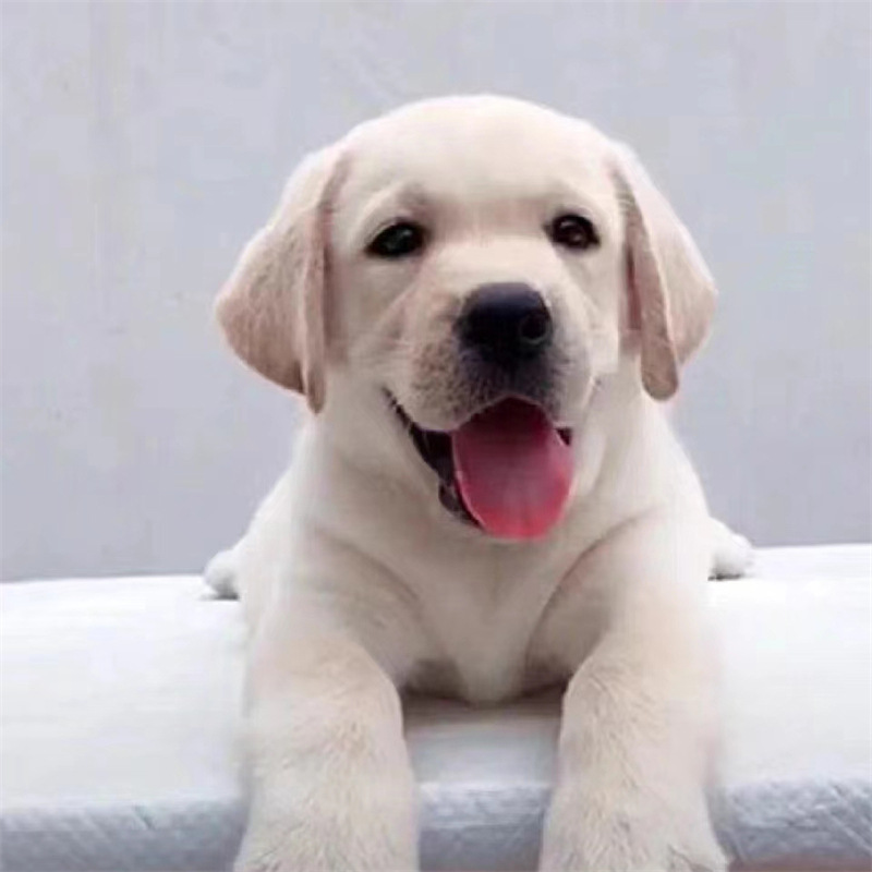 纯种拉布拉多幼犬 双血统活体拉布拉多幼崽 家养宠物犬神犬小七