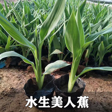 美人蕉黄粉红花美人蕉人工湿地河道水面绿化挺水植物水生植物批发