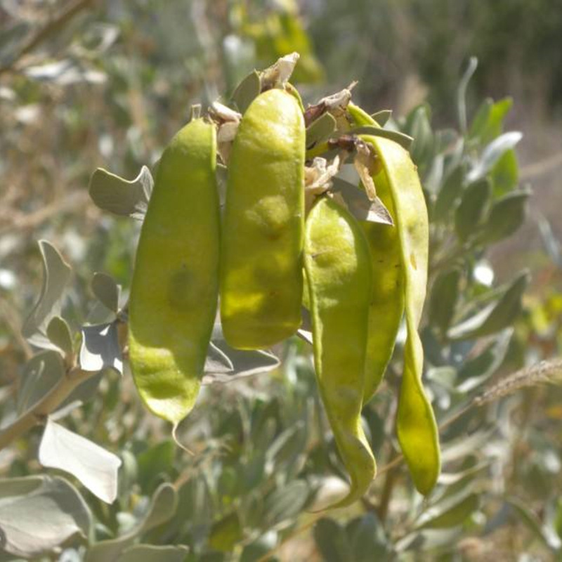 优质灌木种子沙冬青种子蒙古黄花木固沙保土工程绿化苗木植物种子