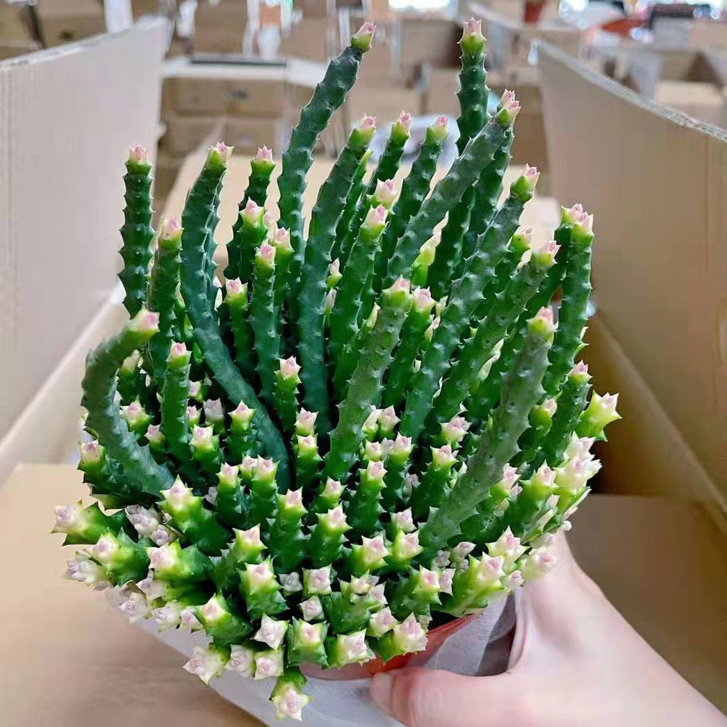 基地直供多肉植物盆栽家居多肉植物花卉盆栽姬龙角锦