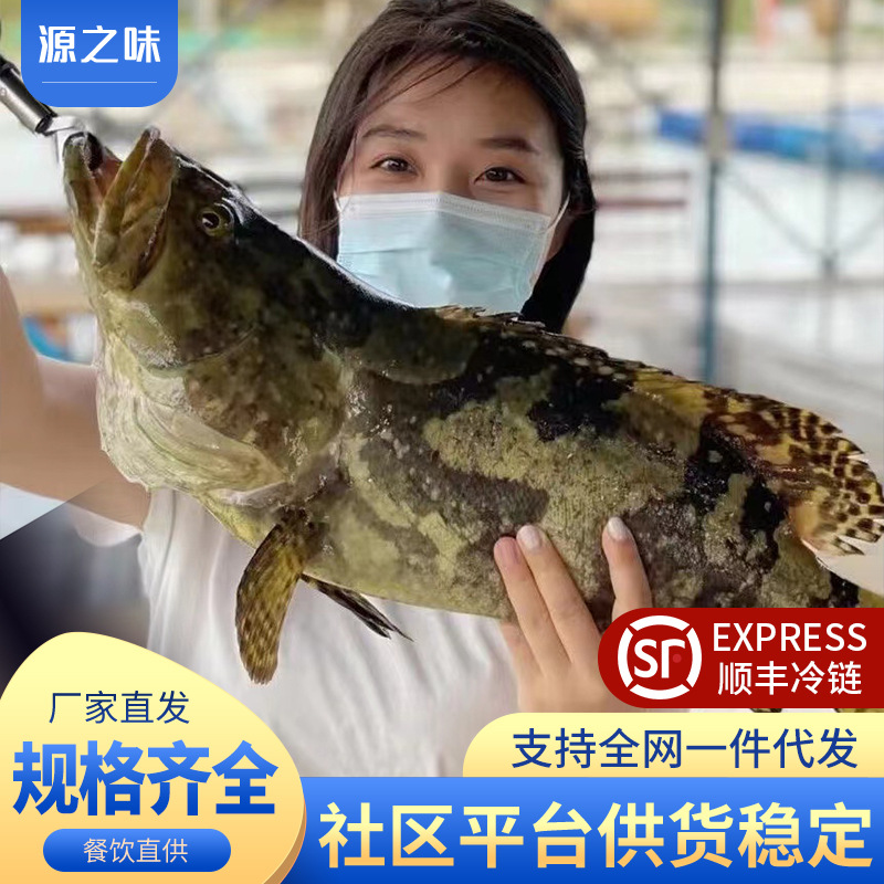 新鲜龙胆石斑鱼鲜冻老虎斑海捕黑石斑鱼鲜活速冻3斤海鱼商用批发