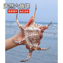 特大号六角螺海螺天然贝壳创意礼品 天然贝壳海螺地中海纯天然