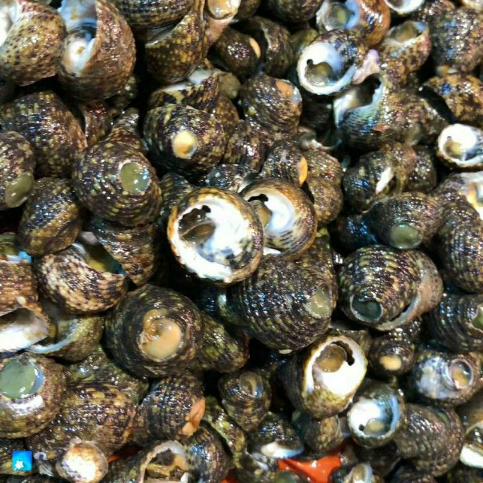 鲜活芝麻螺露螺福建水产品海鲜批发-阿里巴巴