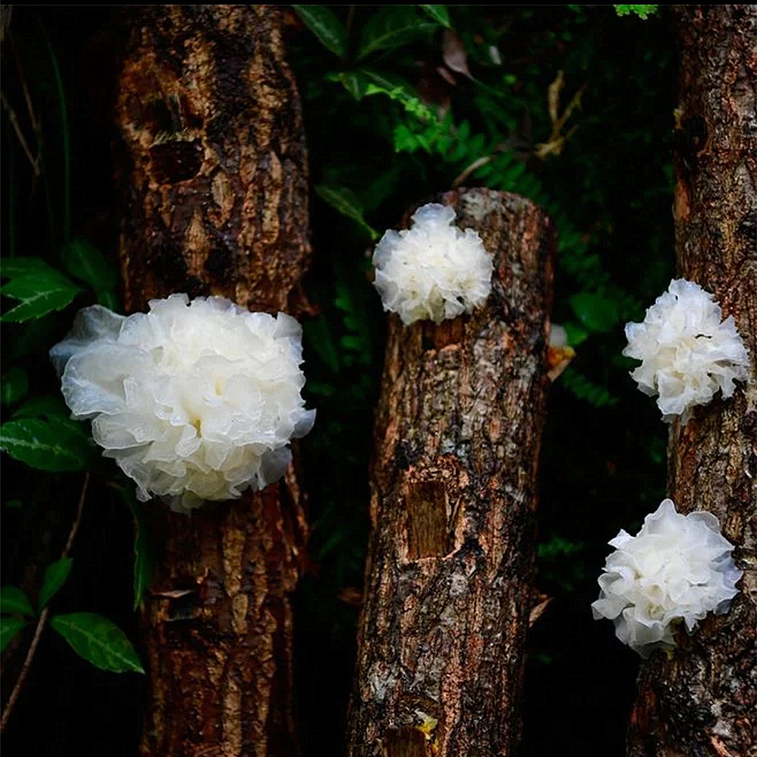 云南特产椴木小银耳2斤 银耳干货 糯耳 丑耳 银耳羹 基地货源