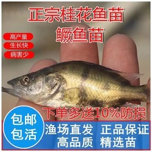 鳜鱼苗桂鱼苗桂花鱼苗路亚斑桂鲫鱼苗凶猛鱼淡水养殖食用观赏鱼