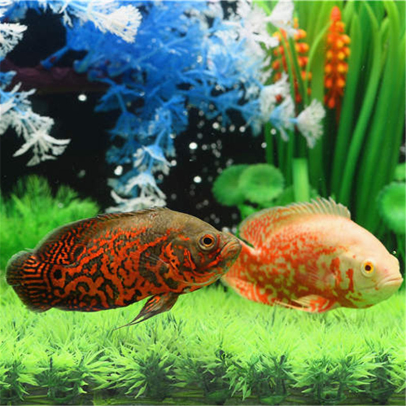 观赏鱼大型热带淡水鱼白地图鱼黑地图鱼活猪仔鱼凶猛风水鱼中大型