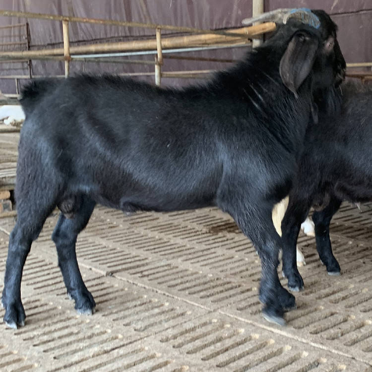 湖北黑山羊