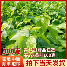 采摘家养鲜叶养蚕嫩叶工具500g喂蚕套装新鲜饲料食物蚕宝宝的饲料