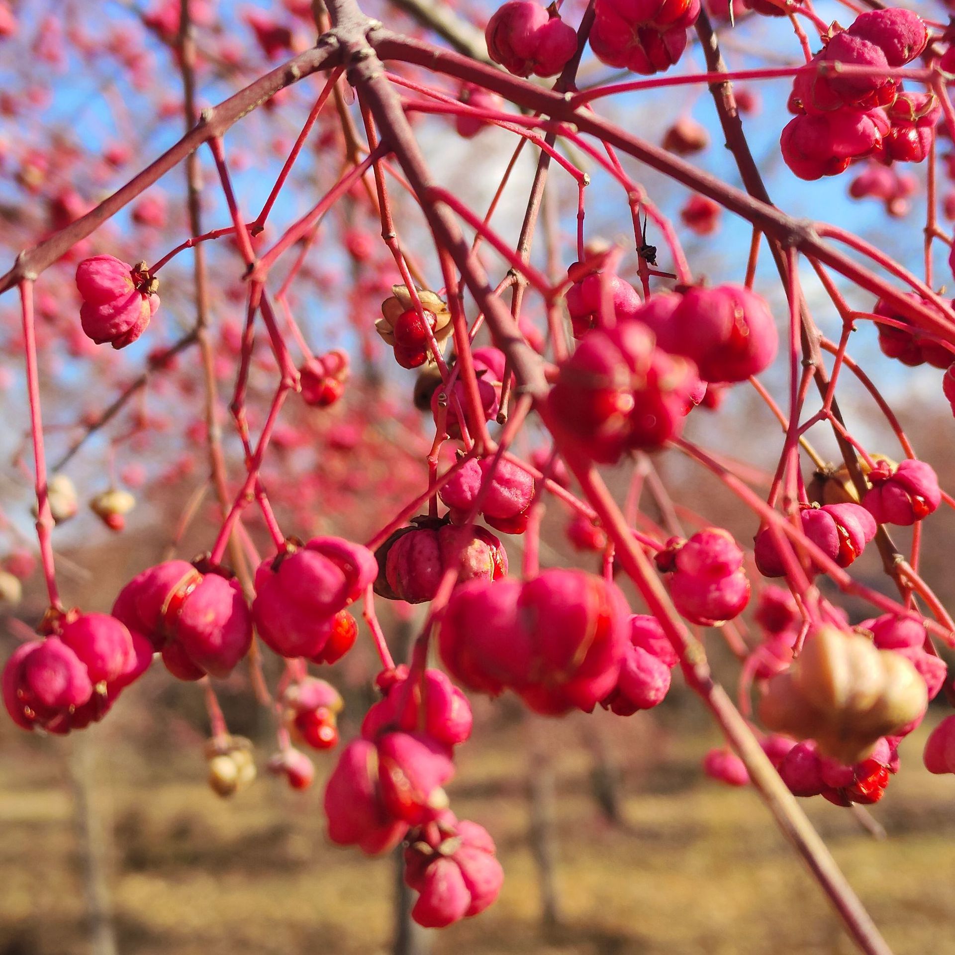 龙枝形桃叶胶东卫矛 东北卫矛树 卫矛球 卫矛堆 卫矛小苗杯苗