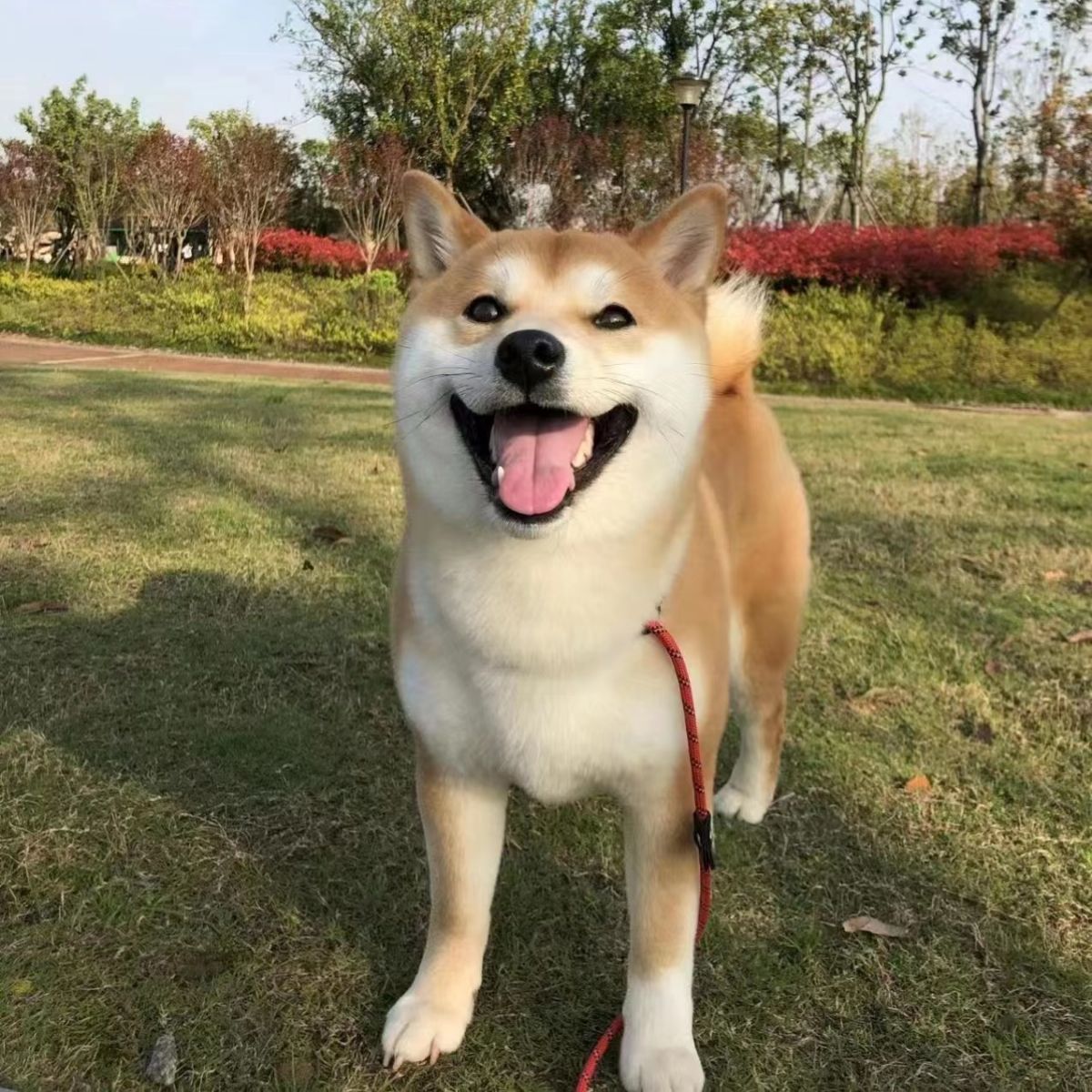 纯种柴犬幼犬活体日本豆柴宠物狗狗黑白赤柴色秋田家养网红小宠物