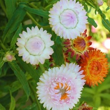 麦秆菊种子蜡菊观花庭院绿化草花种子四季播易种观赏盆栽花卉包邮