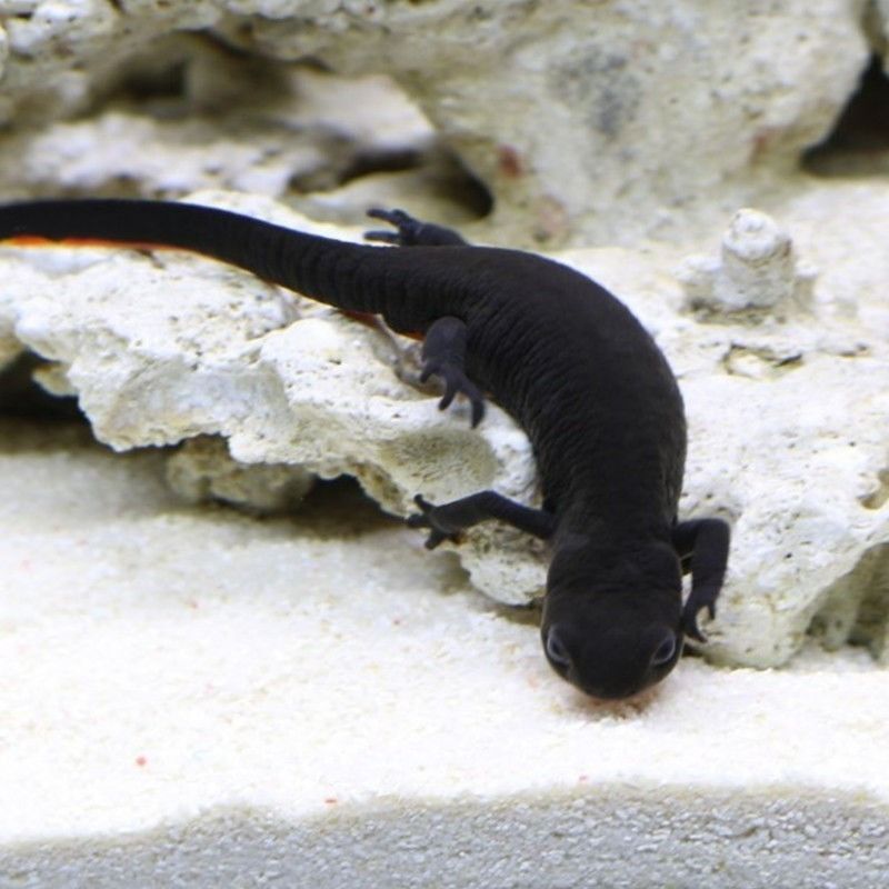 小火龙鱼六角恐龙鱼活体冷水鱼清道夫鱼工具鱼清洁蝾螈金鱼锦鲤