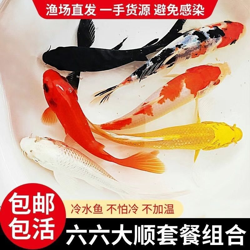 锦鲤活鱼观赏鱼锦鲤鱼苗金鱼活鱼草金鱼锦鲫鱼练手鱼冷水观赏黎致
