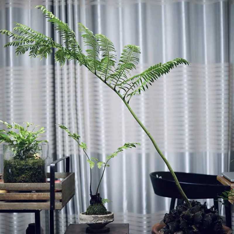 仿真绿植蕨类植物观音莲座蕨蕨室内稀有花卉盆栽喜甲醛