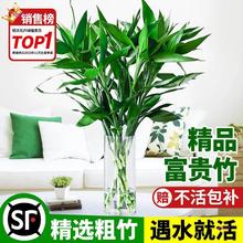富贵竹水培植物竹子盆栽客厅室内节节高发财树转运竹水养花卉