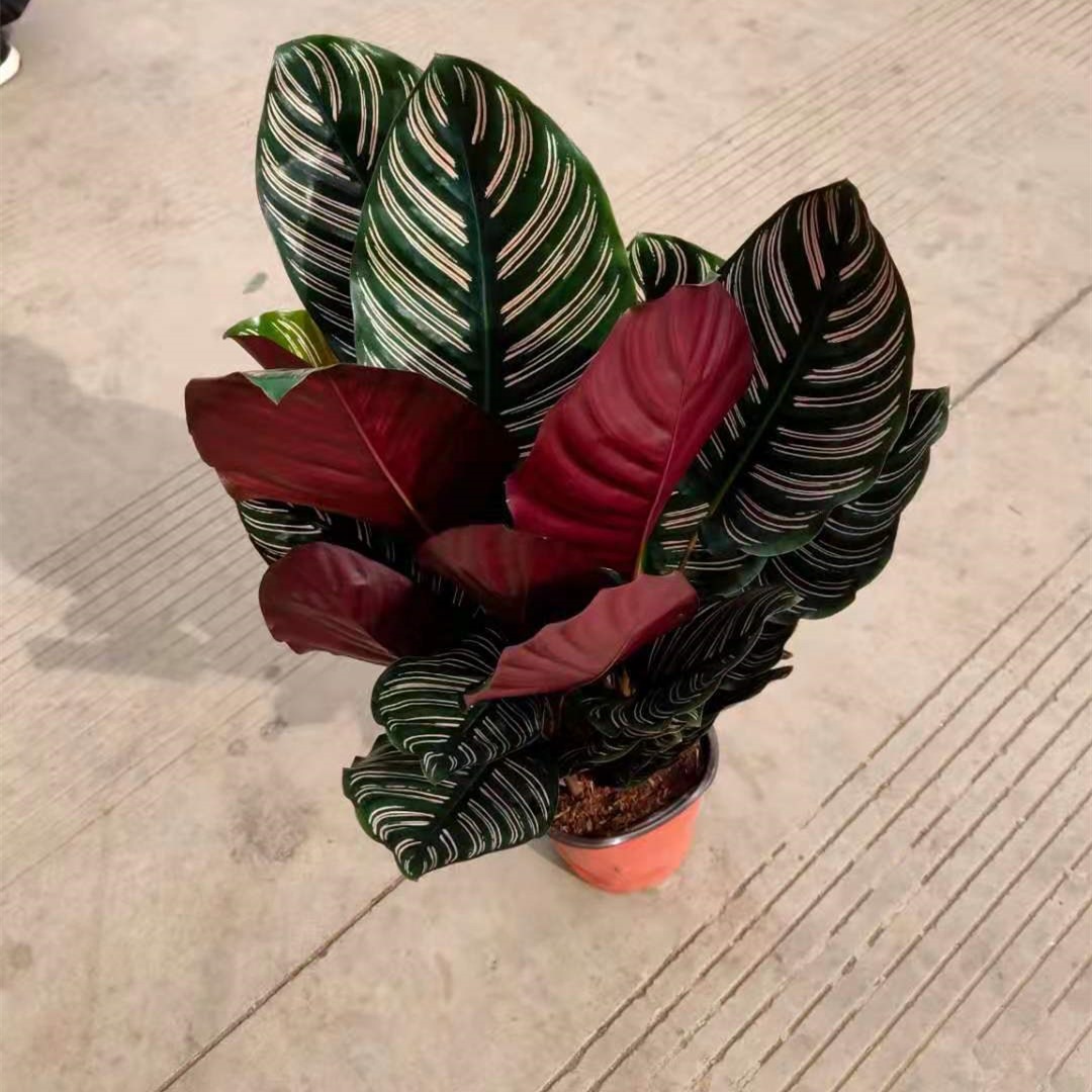 170#丽新双线竹芋盆栽彩叶紫背室内喜阴植物土培水培桌面观叶绿植