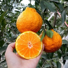 橘子苗果树苗柑橘盆栽地栽无核砂糖蜜橘丑橘金桔南北方种当年结果