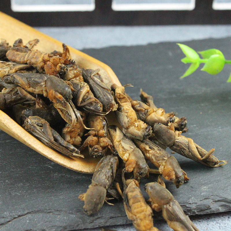蝼蛄500g包邮 土狗 拉拉古 昆虫冷背中药材批发