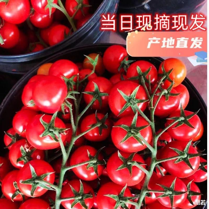 正宗山东千禧圣女果5斤小番茄新鲜水果24小时内发货包邮即食贝贝
