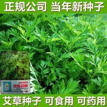 野生香艾草种子四季种植食用艾叶艾蒿五月艾斩艾种子 迷迭香种子