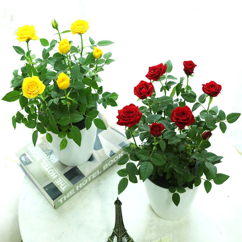 【带花苞发货】迷你玫瑰花苗四季开花好养室内花卉微型小玫瑰月季