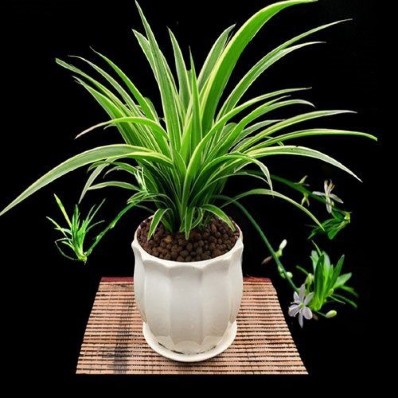 室内盆栽绿叶植物金心金边吊兰开花垂吊客厅四季青净化空气