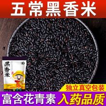 黑香米新米东北五常农家自产黑米粥紫米含花青素五谷杂粮批发