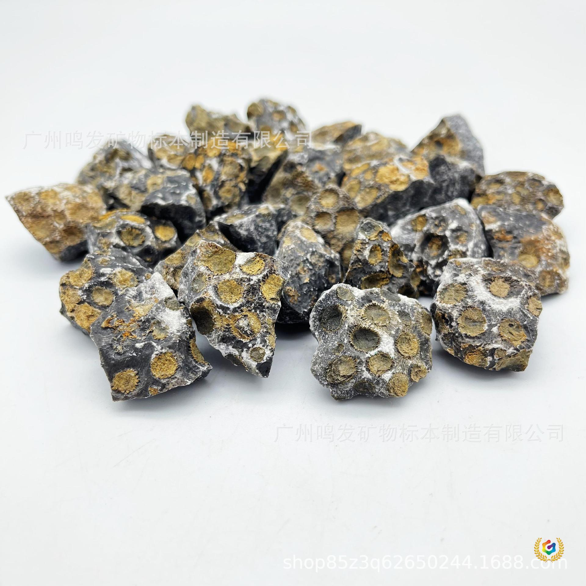 ✅天然蜂巢珊瑚化石 珊瑚海洋生物考古挖掘恐龙化石动植物标本批