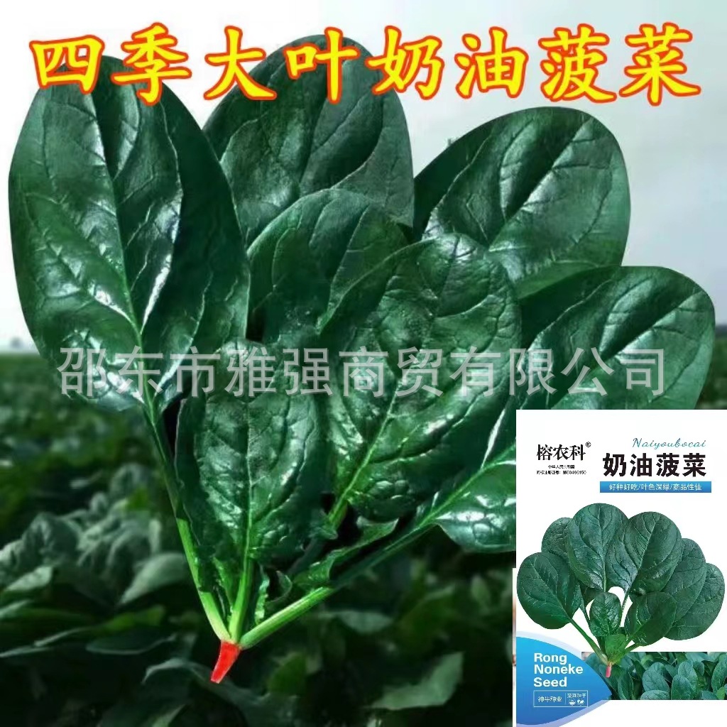 奶油菠菜种子全新一代杂交新品种菠菜种籽春秋越冬蔬菜孑抗热耐寒