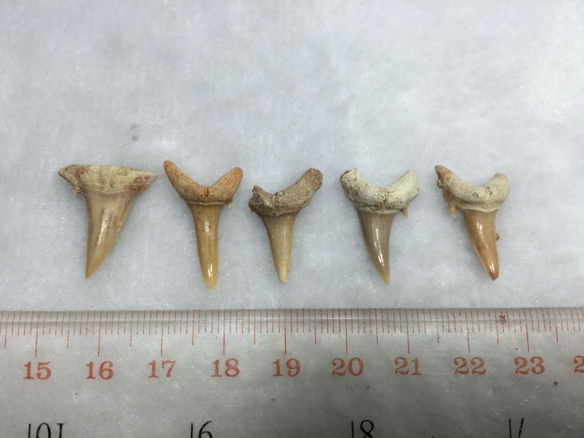 鲨鱼牙化石完整裸牙半完整动物牙齿标本单颗收藏个性饰品细长牙