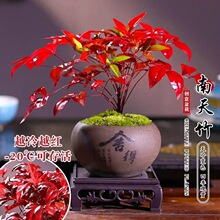 火焰南天竹植物书房阳台客厅绿植桌面盆栽好养易活禅意创意摆件