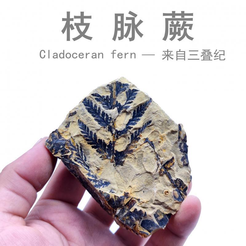 天然三叠纪植物化石枝脉蕨类化石原石古植物化石标本科普教学摆件