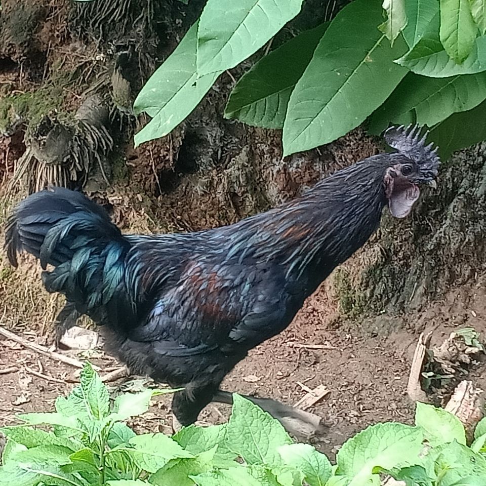 烧鸡公鸡