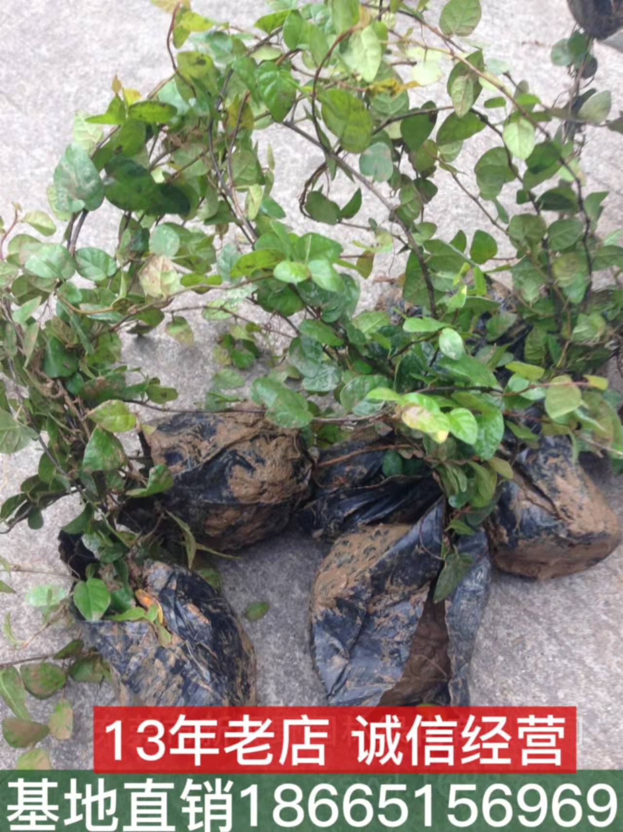 批发供应薜荔凉粉子木莲凉粉果5斤袋袋苗