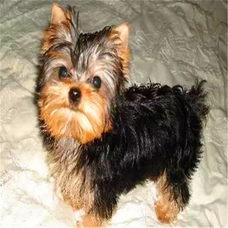 约克夏幼犬 活体宠物狗狗 小体金头银背 约克夏狗狗