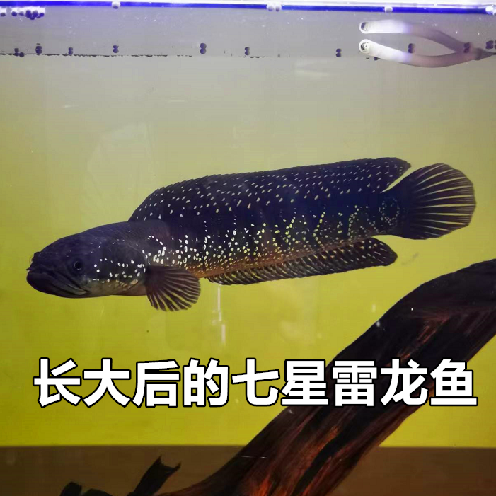 观赏七星鱼彩虹雷龙鱼耐养冷水鱼淡水鱼活体凶猛红月珍珠雷龙活体