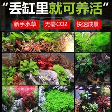 鱼缸活体水草植物趴地真草阴性水培懒人水榕无土增氧坨草造景套餐