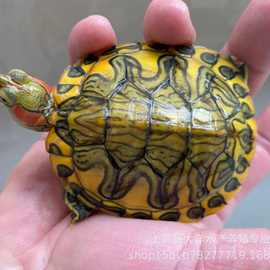 稀有大红头孔雀明王观赏变异巴西龟