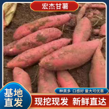 雄县烟薯25批发新鲜现挖沙地西瓜红番薯沙地蜜红薯香甜蜜薯地瓜
