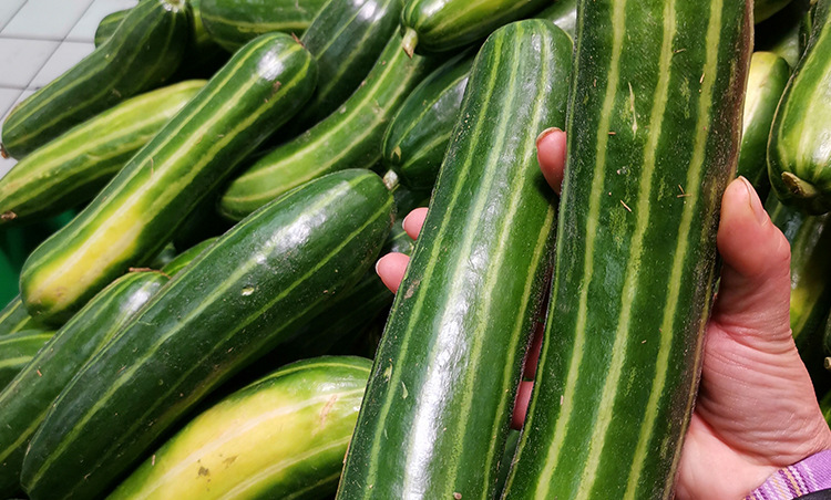 豫达丰一窝五花皮烧瓜甜瓜种子 早熟农田菜地农户种植高糖甜瓜籽