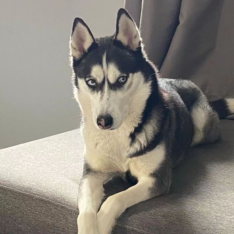 纯种哈士奇幼崽二哈幼犬宠物狗活物阿拉斯加幼崽雪橇犬小狗崽便宜