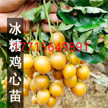 新品种纯甜无核大果冰糖黄皮苗树庭院南方种植鸡心黄皮果树苗带土