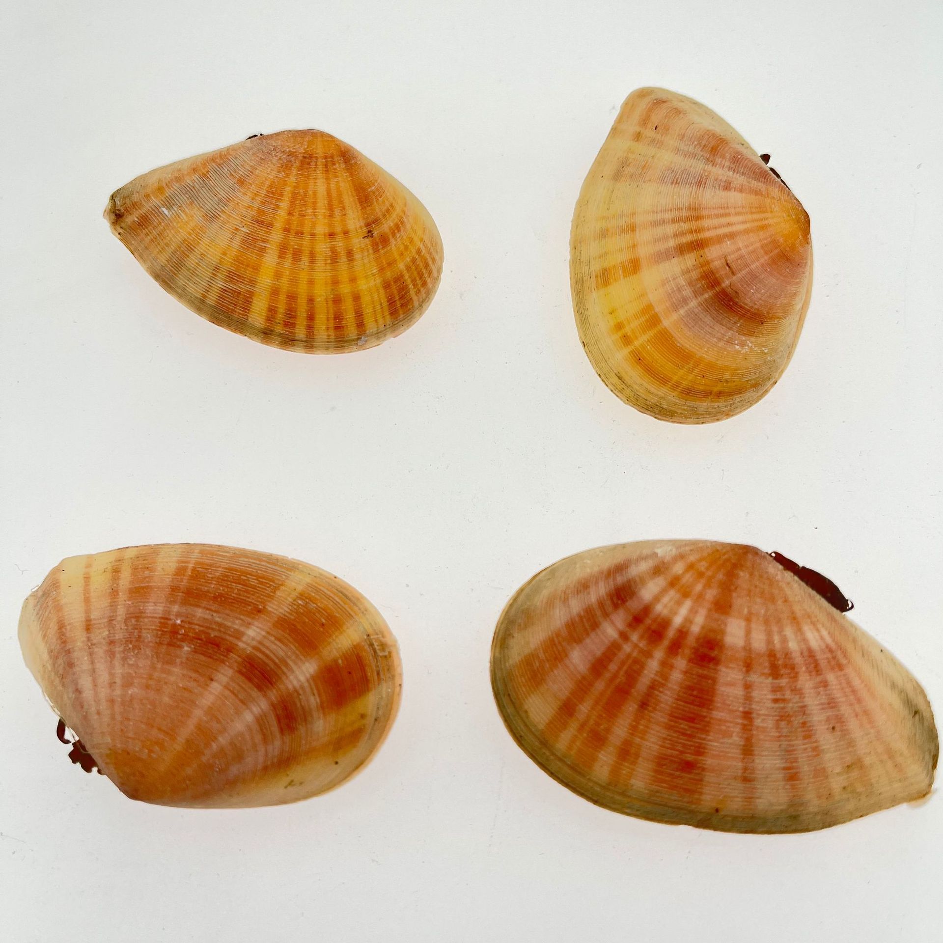 贝壳海螺粉哈贝黄贝小标本螺贝微景观diy水族造景装饰工艺品