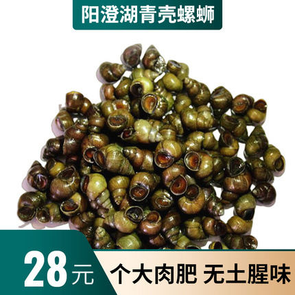 鲜活阳澄湖螺蛳青壳新鲜螺丝大泥螺淡水田螺食用石螺活体宠物饵料