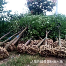 江苏靓景园林绿化工程行道树苗移栽苗成活率高基地造型对接白蜡树